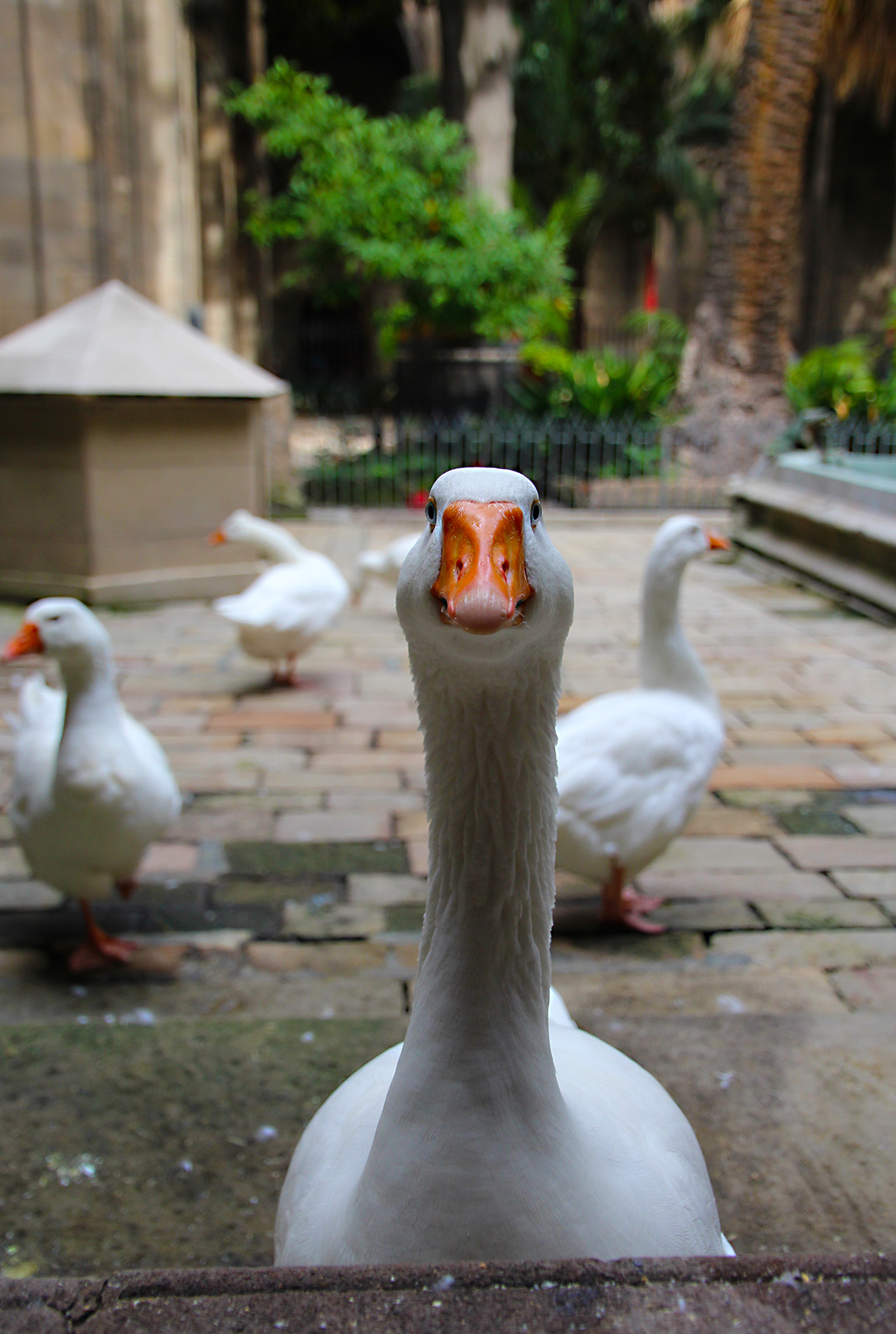 Church geese, Barcelona