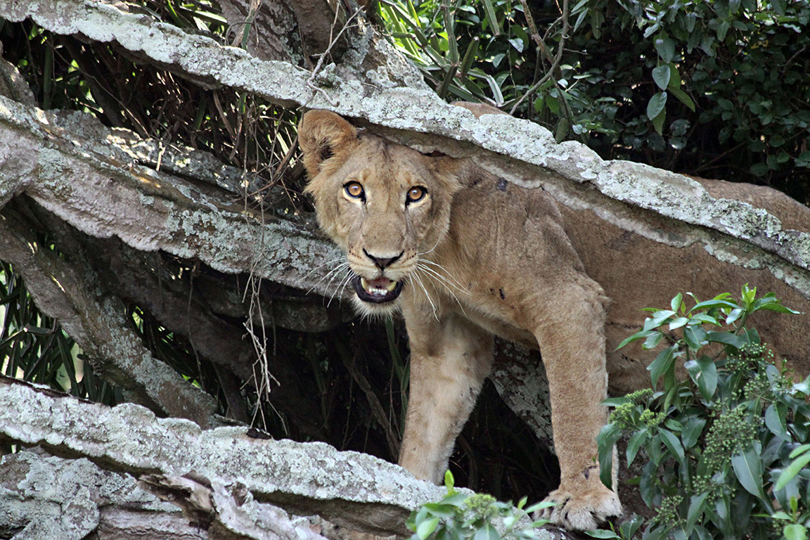 Lion climbing euphorbia, Uganda