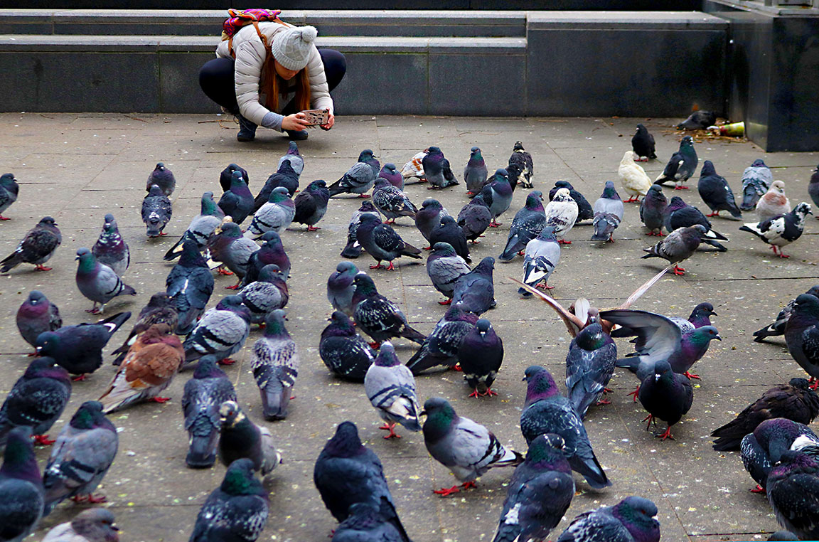 Pigeon portraits