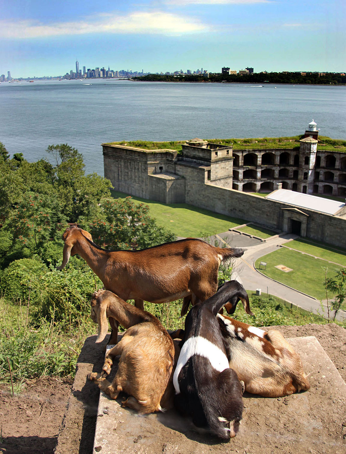 Staten Island goats eye Manhattan